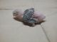 Indian Ringneck Birds for sale in The Dalles, OR 97058, USA. price: NA