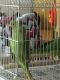 Indian Ringneck Birds for sale in Shafter, CA, USA. price: NA