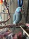 Indian Ringneck Birds for sale in Huntersville, NC 28078, USA. price: NA