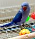 Indian Ringneck Birds for sale in Flower Mound, TX, USA. price: $600