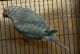 Indian Ringneck Birds for sale in Kissimmee, FL, USA. price: $475