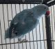 Indian Ringneck Birds for sale in Kissimmee, FL, USA. price: NA