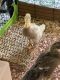 Indian Runner Duck Birds for sale in Trion, GA 30753, USA. price: NA