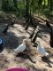 Indian Runner Duck Birds for sale in High Springs, FL, USA. price: $50