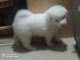 Indian Spitz Puppies for sale in Attur, Tamil Nadu 636102, India. price: 6000 INR