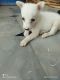 Indian Spitz Puppies for sale in Badvel, Andhra Pradesh, India. price: 5000 INR