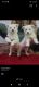 Indian Spitz Puppies for sale in Sanpada, Navi Mumbai, Maharashtra, India. price: 4000 INR