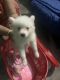 Indian Spitz Puppies for sale in Baruipur, West Bengal 700144, India. price: 7000 INR