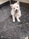 Indian Spitz Puppies for sale in Maharashtra 415401, India. price: 5000 INR