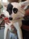 Indian Spitz Puppies for sale in Halol, Gujarat, India. price: 1000 INR