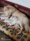 Indian Spitz Puppies for sale in Ghatshila, Jharkhand, India. price: 7000 INR