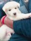 Indian Spitz Puppies for sale in Siliguri, West Bengal, India. price: 6999 INR