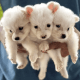 Indian Spitz Puppies for sale in Thiruvalla, Kerala, India. price: 5000 INR