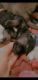 Indian Spitz Puppies for sale in Civil Lines, New Delhi, Delhi, India. price: 10 INR
