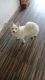 Indian Spitz Puppies for sale in Ranchi, Jharkhand, India. price: 5000 INR