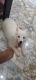 Indian Spitz Puppies for sale in Piro, Bihar 802207, India. price: 4500 INR