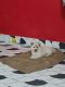 Indian Spitz Puppies for sale in Hatia Rd, Lower Hatia, Choybasatoli, Hatia, Ranchi, Jharkhand, India. price: 5500 INR