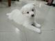Indian Spitz Puppies for sale in Coimbatore, Tamil Nadu, India. price: 5000 INR