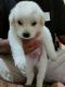 Indian Spitz Puppies for sale in Ranchi, Jharkhand, India. price: 5500 INR