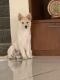Indian Spitz Puppies for sale in Gandipet, Telangana 500075, India. price: NA
