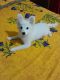 Indian Spitz Puppies for sale in Walajapet, Tamil Nadu, India. price: 3500 INR