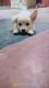 Indian Spitz Puppies for sale in Agartala, Tripura, India. price: 7000 INR