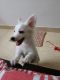 Indian Spitz Puppies for sale in Guwahati, Assam, India. price: 6000 INR