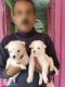 Indian Spitz Puppies for sale in Kartick Chandra Ghosh Ln, Belur, Bally, Howrah, West Bengal 711201, India. price: 23000 INR