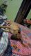 Indian Spitz Puppies for sale in Lokhandwala Complex, Andheri West, Mumbai, Maharashtra 400047, India. price: 5000 INR