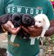 Indian Spitz Puppies for sale in Venjarammoodu, Kerala, India. price: NA