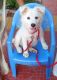 Indian Spitz Puppies for sale in 122001, Sohna Rd, Islampur Village, Sector 38, Gurugram, Haryana 122018, India. price: 5000 INR