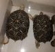 Indian Star Tortoise Reptiles