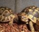 Indian Star Tortoise Reptiles for sale in Yulee, FL, USA. price: NA