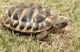 Indian Star Tortoise Reptiles