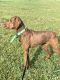 Irish Doodles Puppies for sale in Uniontown, OH 44685, USA. price: NA