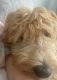 Irish Doodles Puppies for sale in Sevierville, TN 37862, USA. price: NA