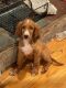 Irish Doodles Puppies for sale in Naugatuck, CT 06770, USA. price: NA