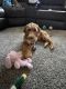 Irish Doodles Puppies for sale in Hebron, KY 41048, USA. price: $550