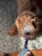 Irish Doodles Puppies for sale in Coral Springs, FL, USA. price: NA