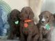 Irish Doodles Puppies for sale in Spring Lake, NJ 07762, USA. price: NA