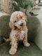 Irish Doodles Puppies for sale in Live Oak, CA 95953, USA. price: NA