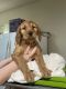 Irish Doodles Puppies for sale in Fayetteville, TN 37334, USA. price: $2,750