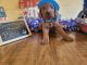 Irish Doodles Puppies for sale in Grovespring, MO 65662, USA. price: NA