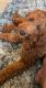 Irish Doodles Puppies for sale in Carrollton, VA 23314, USA. price: NA