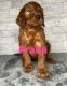 Irish Doodles Puppies for sale in Russellville, AL, USA. price: $1,200
