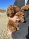 Irish Doodles Puppies for sale in Virginia Beach, VA, USA. price: $3,000