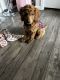 Irish Doodles Puppies for sale in McKinney, TX, USA. price: NA