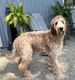 Irish Doodles Puppies for sale in Dundee, OH 44624, USA. price: $500
