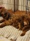 Irish Doodles Puppies for sale in 900 Mangrove Ave, Chico, CA 95926, USA. price: NA