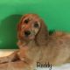Irish Doodles Puppies for sale in Edgewater, FL, USA. price: NA